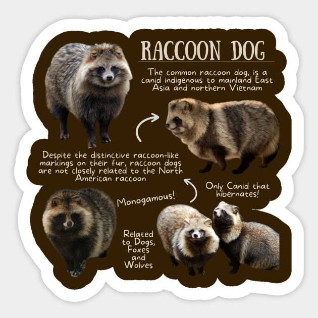 Animal Facts - Raccoon Dog Sticker by Animal Facts and Trivias